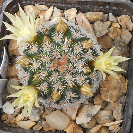 mammillaria sp.