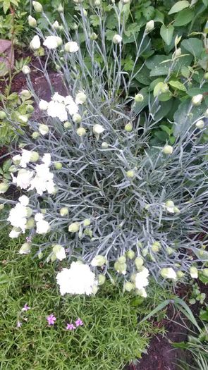 garofite parfumate - flori de gradina 2014