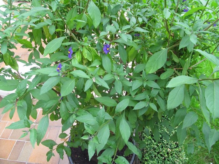  - Diverse 2 - Gradina cu frunze