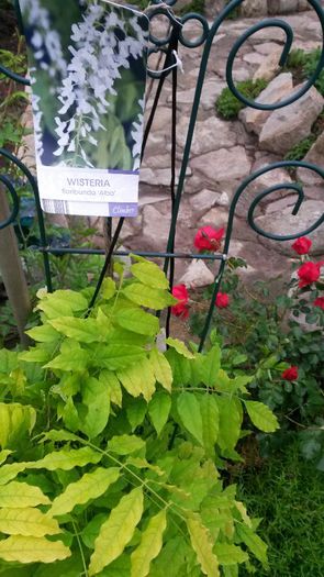 wisteria floribunda alba