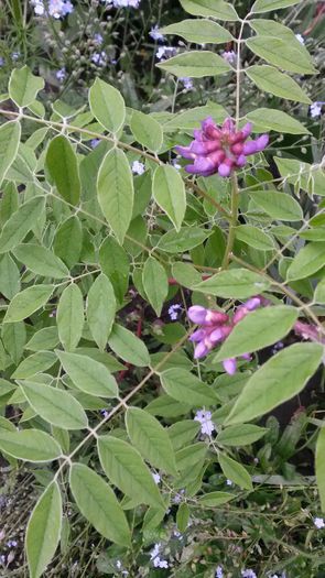 wisteria Amethyst Falls - wisteria sau glicina