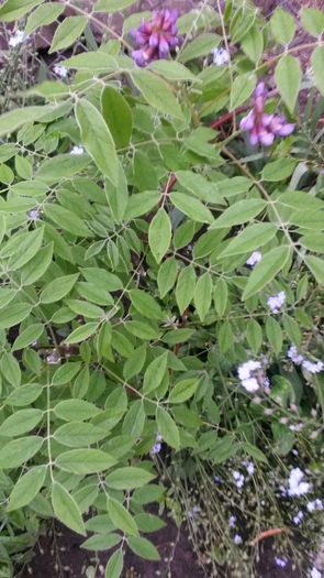 20140530_084031 - wisteria sau glicina