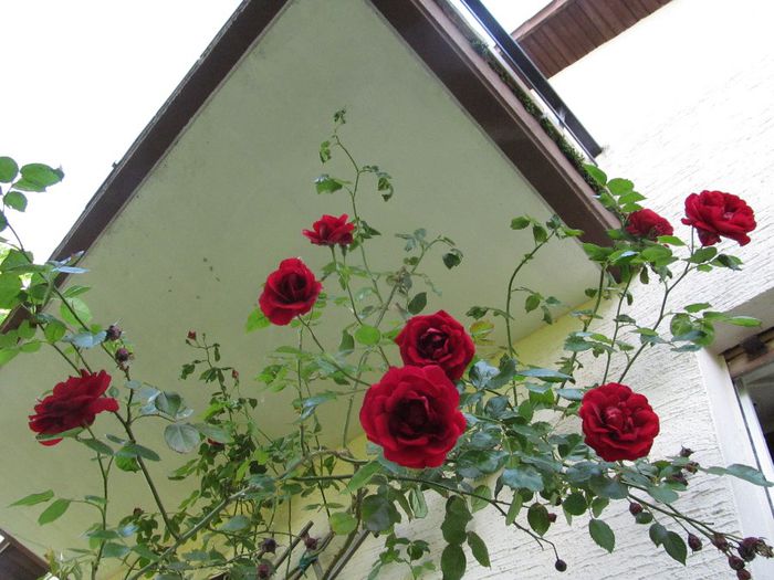  - Diverse 2 - Gradina cu frunze