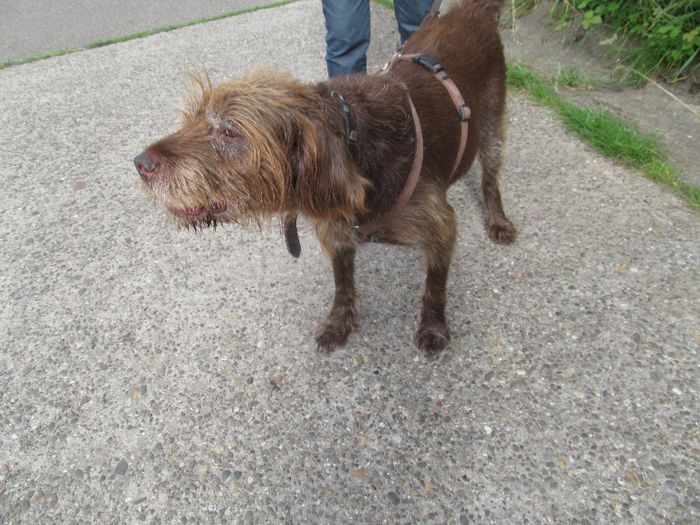 Dolff - Diverse 1 - Plimbari