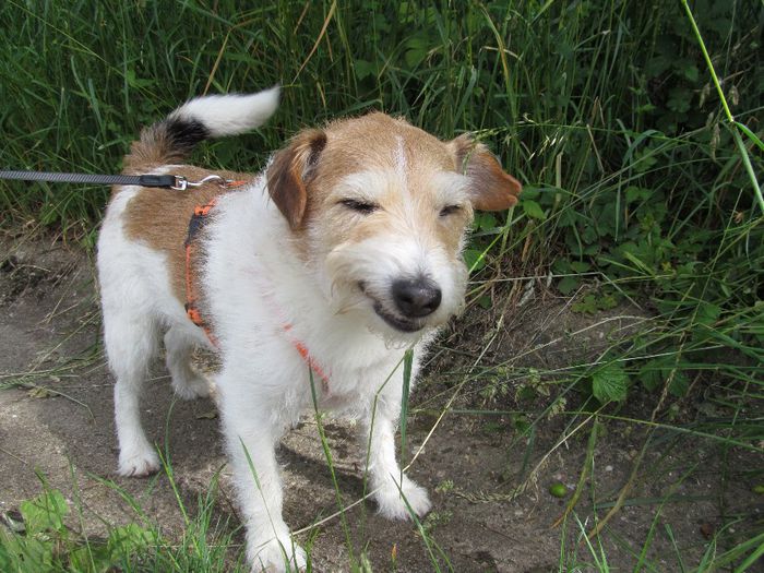 Nero - Diverse 1 - Plimbari