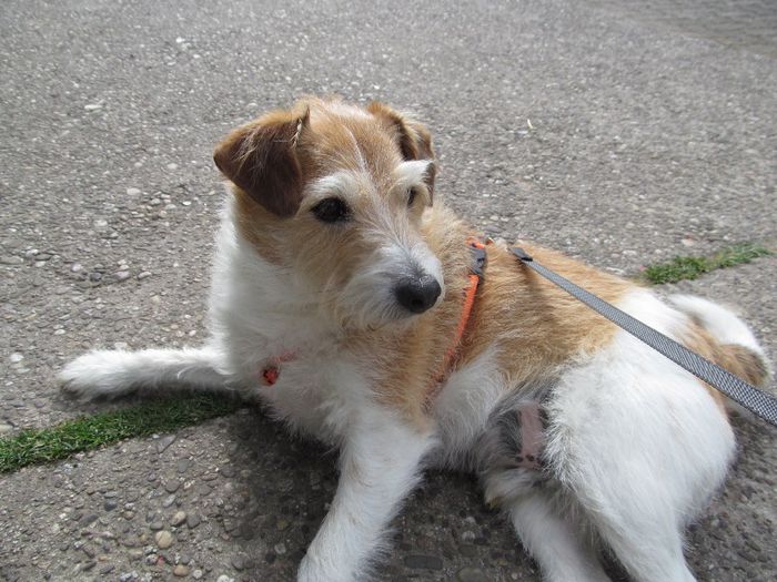 Nero - Diverse 1 - Plimbari