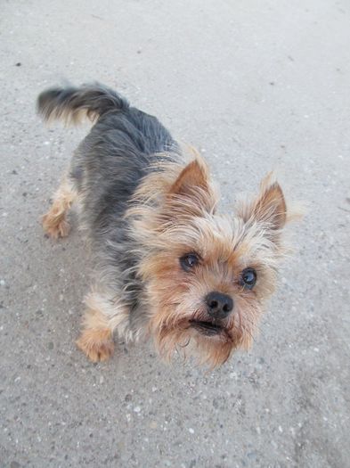 Mowgly - Diverse 1 - Plimbari