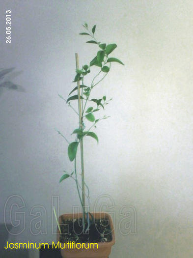 Jasminum_(probabil Leratii) - Leratii