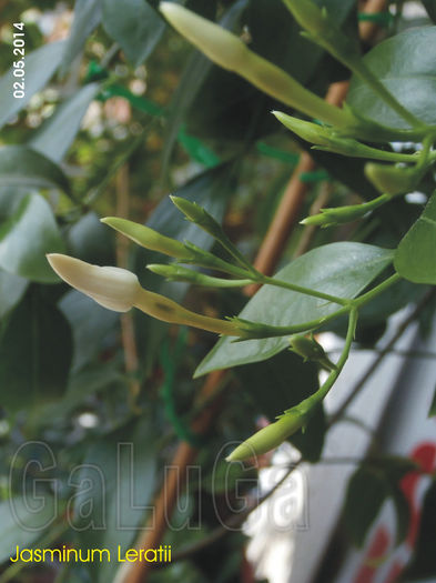 Jasminum Leratii - Leratii