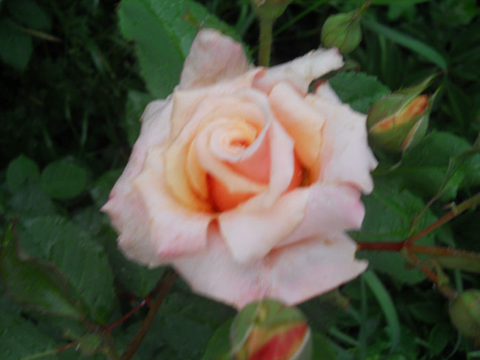 DSCN3689