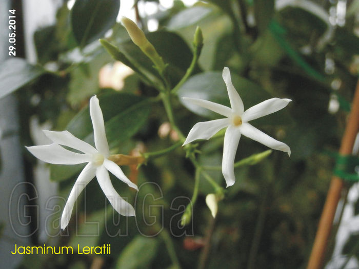 Jasminum Leratii