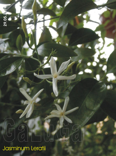 Jasminum Leratii