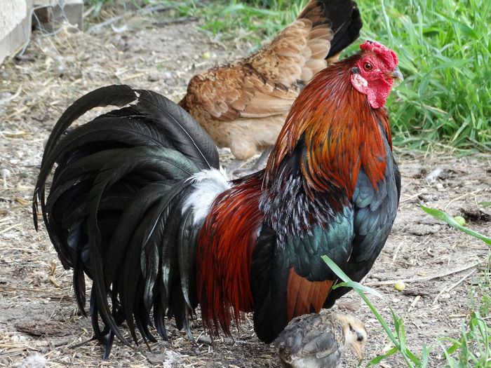 ... - A2 - Pitice de Corbeanca