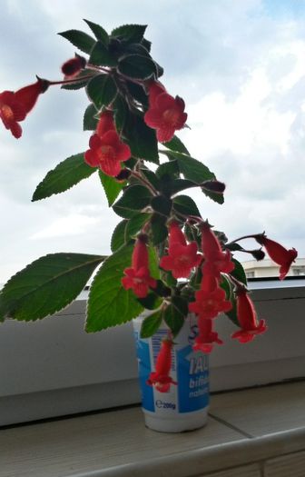 Eriantha - Kohleria