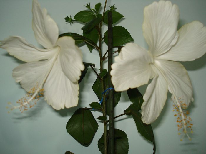 Fidji - HIBISCUS 2014