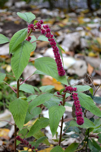 acalypha hispida 1(motul curcanului) - Flori si arbusti de gradina