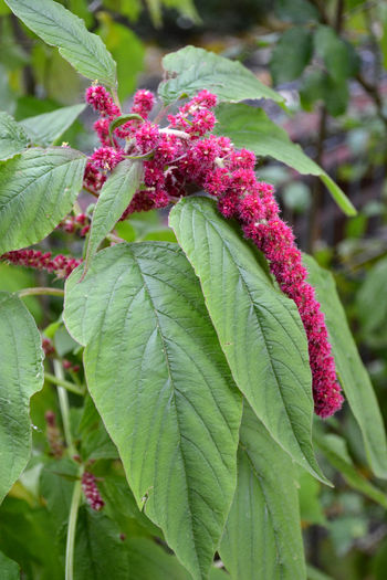 acalypha hispida 2 - Flori si arbusti de gradina