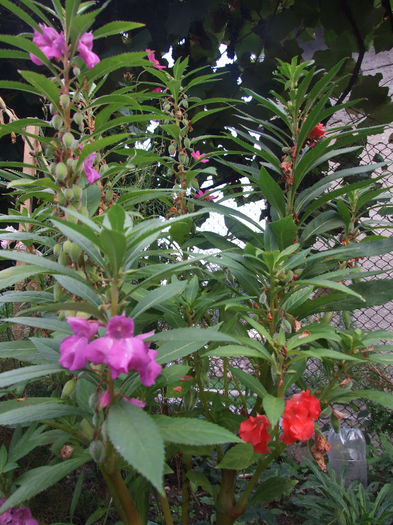 balsamina 1 - Flori si arbusti de gradina
