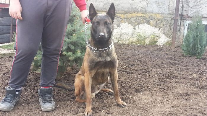 20140325_142735 - Ofer mascul pentru monta Ciobanesc Belgian Malinois cu drept de monta CAC Bucuresti