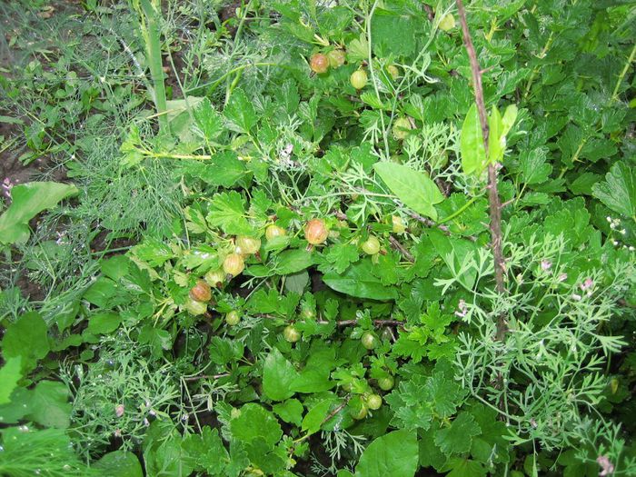 31 mai 14 - agrisi rosu delicios