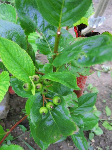 30 mai 2014 - Aronia scorus negru