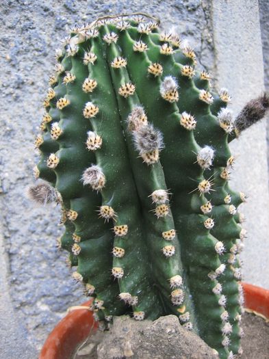 Picture 1457 - cactusi