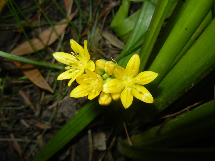Allium moly (2014, May 24) - Allium moly