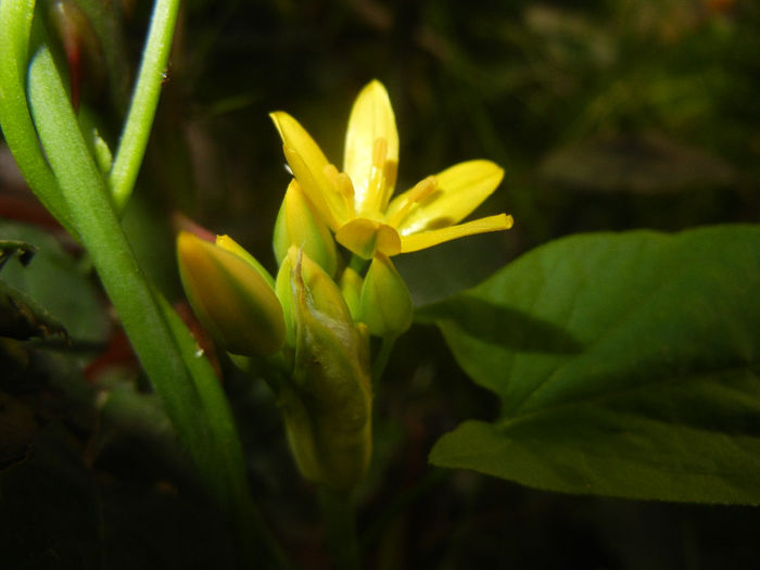 Allium moly (2014, May 24)