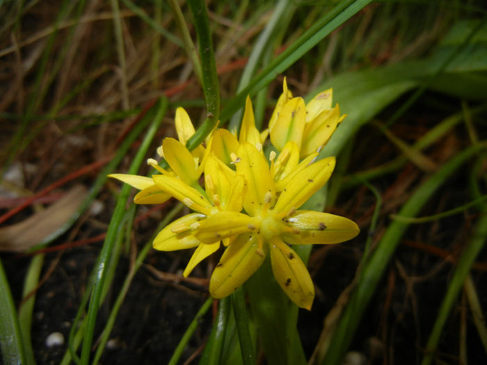 Allium moly (2014, May 27) - Allium moly