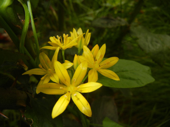 Allium moly (2014, May 27)