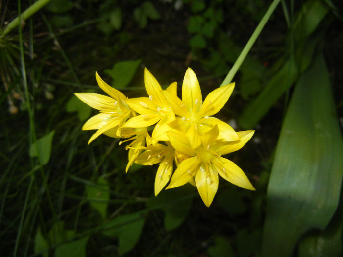 Allium moly (2014, May 28)