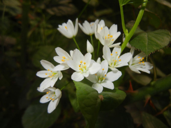 Allium roseum (2014, May 24)