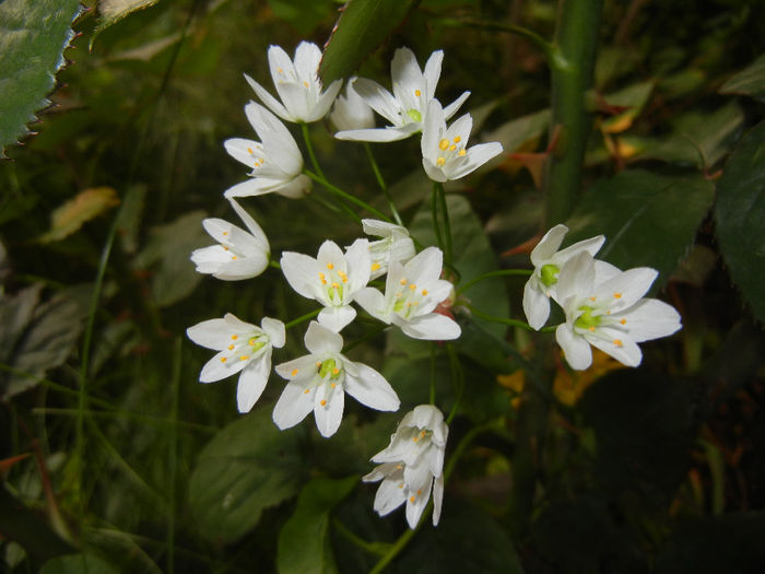 Allium roseum (2014, May 27)