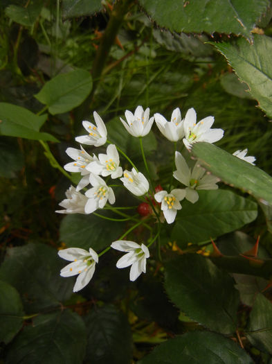 Allium roseum (2014, May 27)