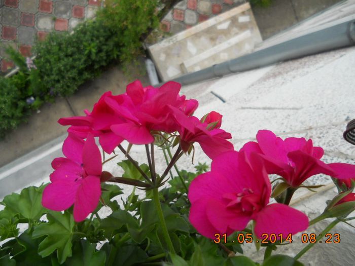DSCN2993 - muscate