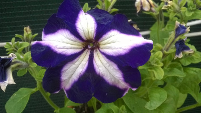 PETUNIE - GRADINA MEA DE VIS