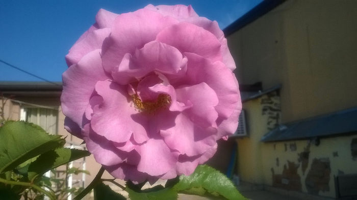 SISSI