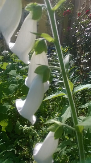 Digitalis purpurea Alba - GRADINA MEA DE VIS