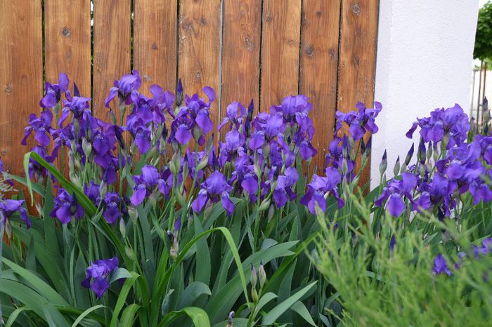 Iris violet - I - Spring 2014