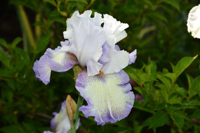 Iris germanica 'Acoma' - I - Spring 2014