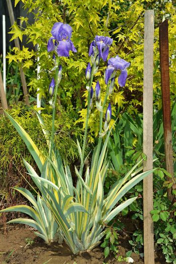 Iris palida variegata