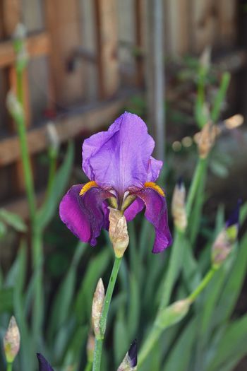Iris germanica 'Baccante' - I - Spring 2014