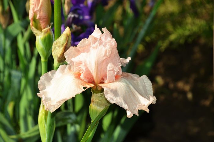 Iris germanica 'Edward Of Windsor' - I - Spring 2014