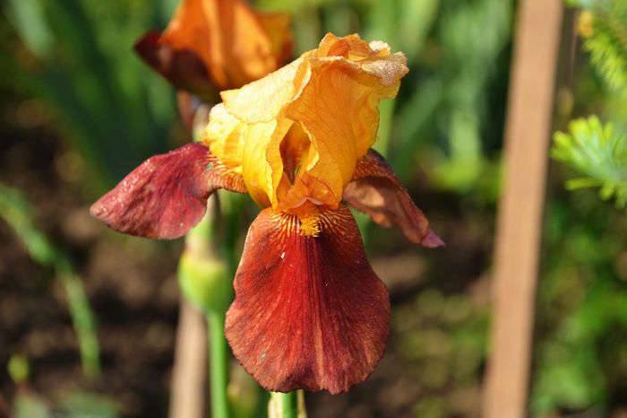 Iris germanica 'Guy Luron' - I - Spring 2014