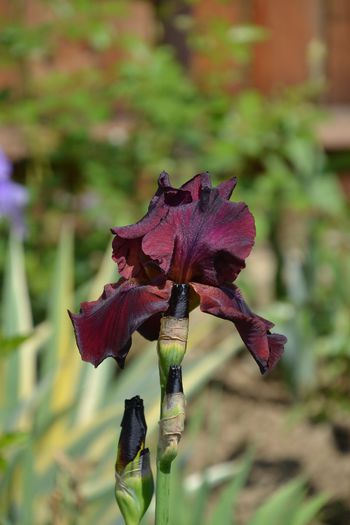 Iris germanica 'Merlot' - I - Spring 2014