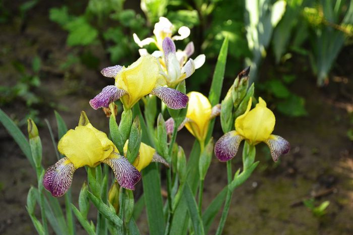 Iris germanica 'Nibelungen' - I - Spring 2014