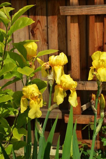 Iris germanica 'Pride of Ireland' - I - Spring 2014