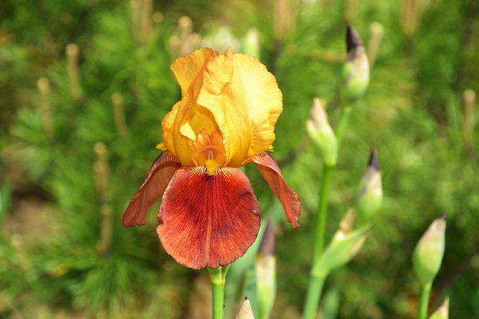 Iris germanica 'Rabelais' - I - Spring 2014