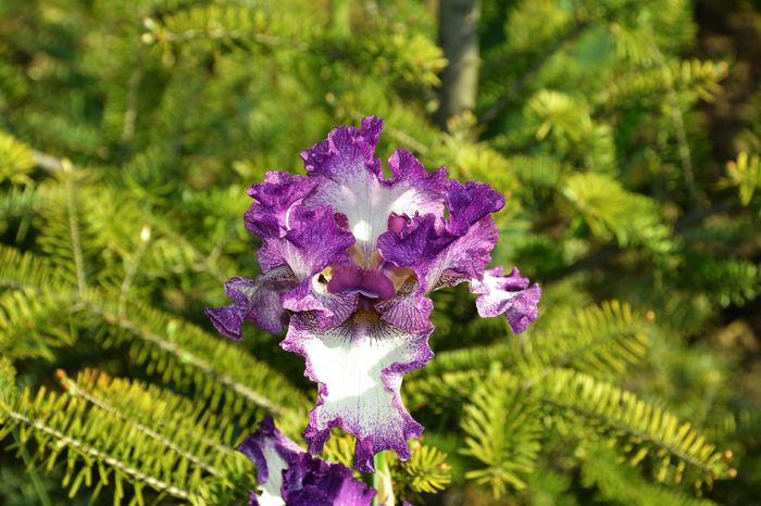 Iris germanica remontant lila cu alb