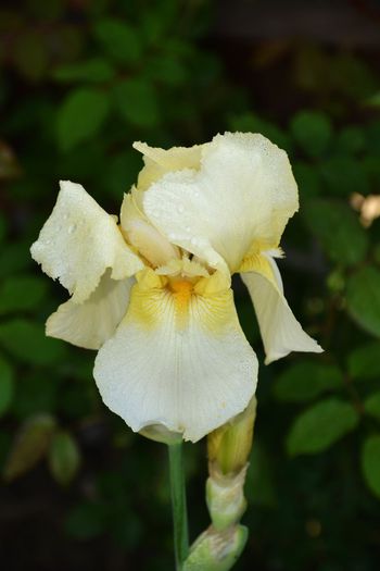 Iris germanica 'Rising Moon'